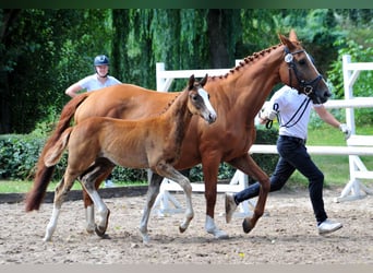 Trakehner, Hengst, Fohlen (05/2025), Fuchs