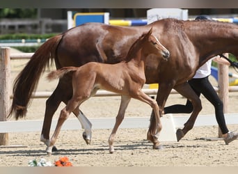 Trakehner, Hengst, Fohlen (06/2026), Fuchs