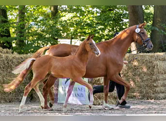 Trakehner, Hengst, Fohlen (05/2025), Fuchs