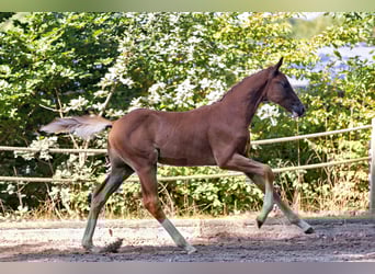Trakehner, Hengst, Fohlen (05/2025), Fuchs