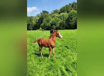 Trakehner, Hengst, Fohlen (05/2024), Fuchs