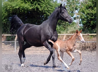 Trakehner, Hengst, Fohlen (05/2023), Fuchs