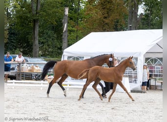 Trakehner, Hengst, Fohlen (04/2024), Fuchs