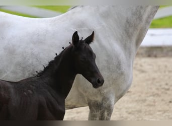 Trakehner, Hengst, Fohlen (06/2025), Kann Schimmel werden