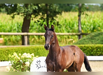 Trakehner, Hengst, Fohlen (06/2026), Kann Schimmel werden