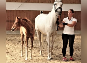 Trakehner, Hengst, Fohlen (03/2023), Kann Schimmel werden