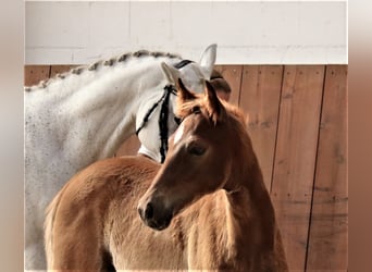 Trakehner, Hengst, Fohlen (03/2023), Kann Schimmel werden