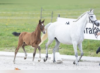 Trakehner, Hengst, Fohlen (04/2025), Kann Schimmel werden