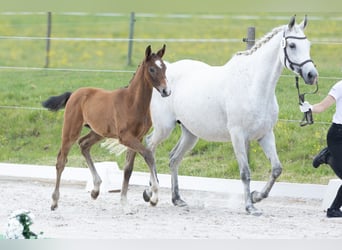 Trakehner, Hengst, Fohlen (04/2025), Kann Schimmel werden