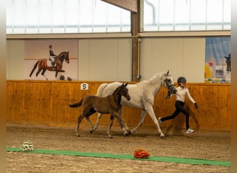 Trakehner, Hengst, Fohlen (04/2026), Kann Schimmel werden