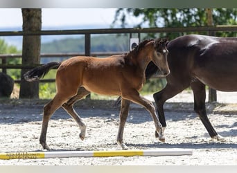 Trakehner, Hengst, Fohlen (03/2025), Kann Schimmel werden