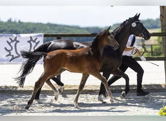 Trakehner, Hengst, Fohlen (03/2025), Kann Schimmel werden