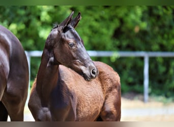 Trakehner, Hengst, Fohlen (01/2026), Rappe