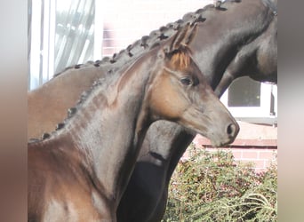 Trakehner, Hengst, Fohlen (04/2023), Rappe