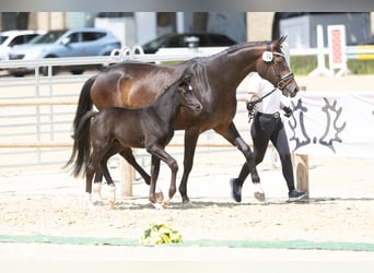 Trakehner, Hengst, Fohlen (05/2025), Rappe