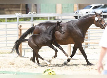 Trakehner, Hengst, Fohlen (05/2025), Rappe