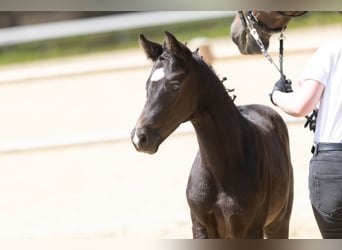 Trakehner, Hengst, Fohlen (05/2025), Rappe