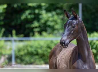 Trakehner, Hengst, Fohlen (03/2025), Rappe