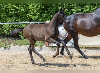 Trakehner, Hengst, Fohlen (03/2025), Rappe