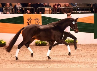 Trakehner, Hengst, , Rappe