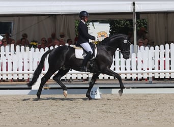 Trakehner, Hengst, , Rappe