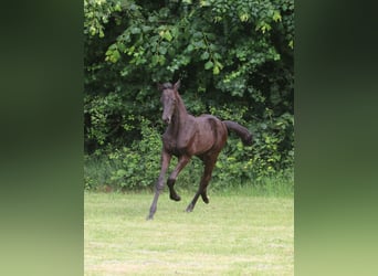 Trakehner, Hengst, , Rappe
