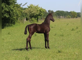 Trakehner, Hengst, , Rappe