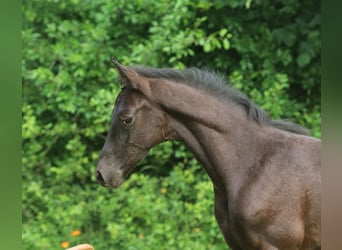 Trakehner, Hengst, , Rappe
