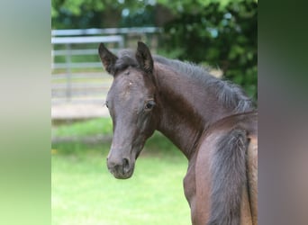 Trakehner, Hengst, , Rappe