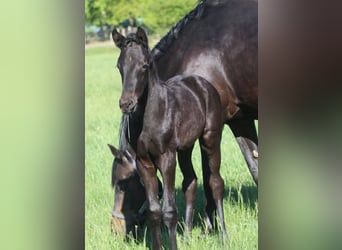 Trakehner, Hengst, , Rappe