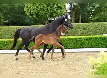 Trakehner, Hengst, Fohlen (05/2026), Rappe