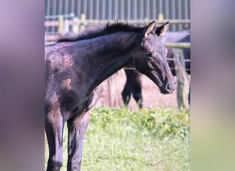 Trakehner, Hengst, , Rappschimmel