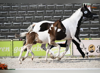 Trakehner, Hengst, Fohlen (05/2026), Schecke
