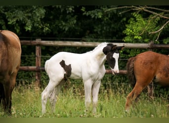 Trakehner, Hengst, , Schecke