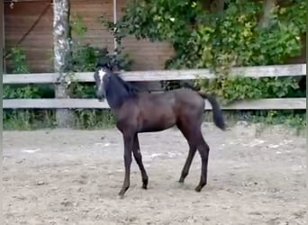 Trakehner, Hengst, Fohlen (06/2024), Schimmel