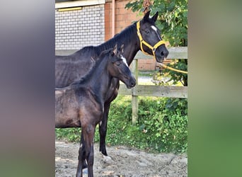 Trakehner, Hengst, Fohlen (06/2024), Schimmel