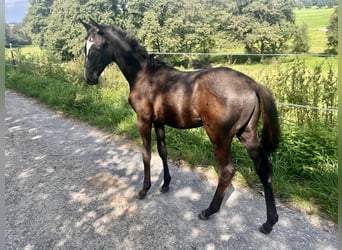 Trakehner, Hengst, Fohlen (06/2024), Schimmel