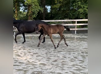 Trakehner, Hengst, Fohlen (03/2024), Schwarzbrauner