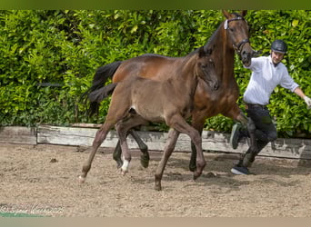 Trakehner, Hengst, Fohlen (04/2025), Schwarzbrauner