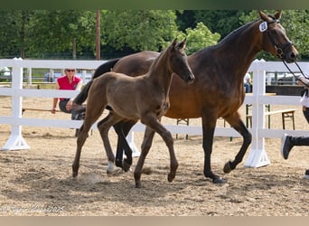 Trakehner, Hengst, Fohlen (04/2025), Schwarzbrauner