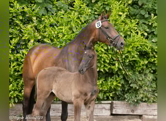 Trakehner, Hengst, Fohlen (04/2025), Schwarzbrauner