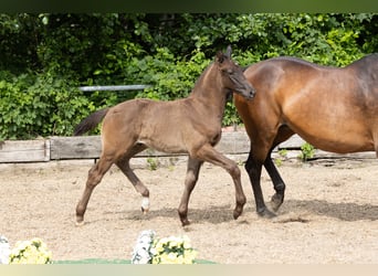 Trakehner, Hengst, Fohlen (04/2025), Schwarzbrauner