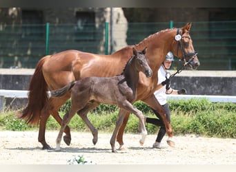 Trakehner, Hengst, Fohlen (01/2026), Schwarzbrauner