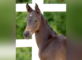 Trakehner, Hengst, Fohlen (05/2024), Schwarzbrauner