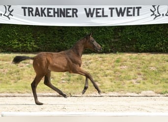 Trakehner, Hengst, Fohlen (04/2023), Schwarzbrauner