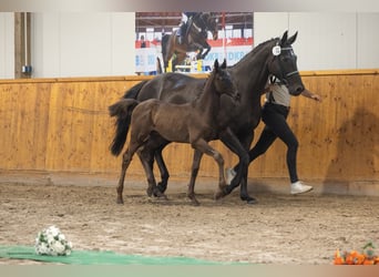 Trakehner, Hengst, Fohlen (05/2026), Schwarzbrauner