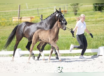 Trakehner, Hengst, Fohlen (03/2026), Schwarzbrauner