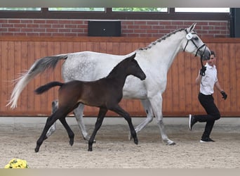 Trakehner, Hengst, , Schwarzbrauner