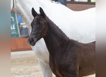 Trakehner, Hengst, , Schwarzbrauner