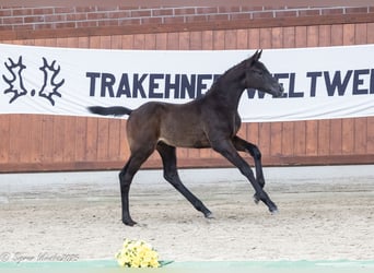 Trakehner, Hengst, , Schwarzbrauner